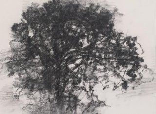 w8116 “Le Flottant” Chêne dans le domaine d'Aumières, 60x80 cm, fusain sur papier, 2020 
