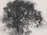 w8116 “Le Flottant” Chêne dans le domaine d'Aumières, 60x80 cm, fusain sur (...)